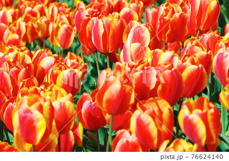 【品種：オックスフォードエリート】鮮やかな赤色と黄色の花びらのチューリップ 76624140