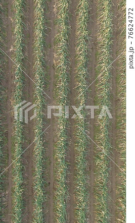 冬のネギ畑〜ドローンで俯瞰撮影（埼玉県大里郡寄居町） 76624772