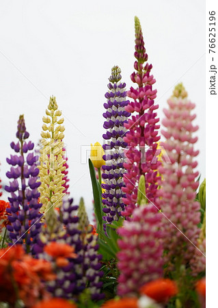 ルピナス 花 カラフル 花壇 横浜 春 山下公園 春 ピンク 黄色 紫 白 空の写真素材 ルピナス 花 カラフル 花壇 横浜 春 山下公園 春 ピンク 黄色 紫 白 空の写真素材