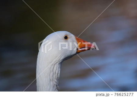 Close up of a white goose head with an orange beak against water in the background 76625277