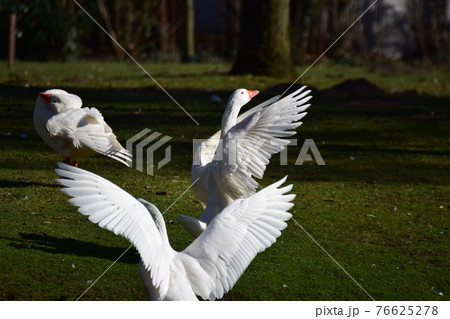 Two white geese are standing on the lawn spread her plumage Two white geese are standing on the lawn spread her plumage 76625278