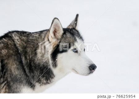 Portrait of a Siberian husky, friendship forever 76625954