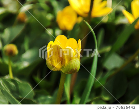 Yellow buttercup flower blooming in spring outdoor Yellow buttercup flower blooming in spring outdoor 76626442