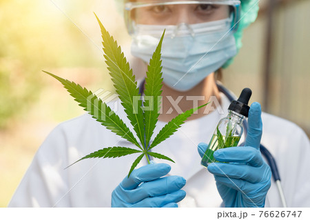 Doctor science with Sativa Cannabis oil extract essential from Marijuana leaves for herbal medical nature plant. 76626747