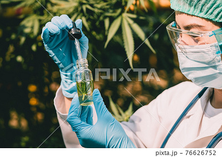 Doctor science with Sativa Cannabis oil extract essential from Marijuana leaves for herbal medical nature plant. Doctor science with Sativa Cannabis oil extract essential from Marijuana leaves for herbal medical nature plant. 76626752