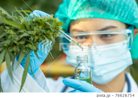 Doctor science with Sativa Cannabis oil extract essential from Marijuana leaves for herbal medical nature plant. 76626754