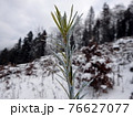 chemical treatment of woody plants 76627077