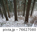 tree marked for mining 76627080