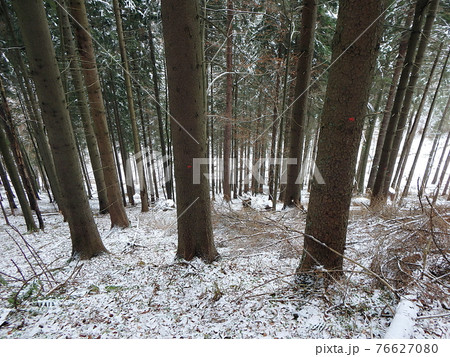 tree marked for mining 76627080