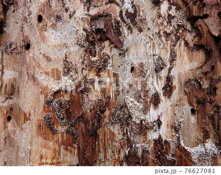 Tree damage by insects Tree damage by insects 76627081