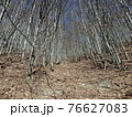 Beech Forest in spring 76627083