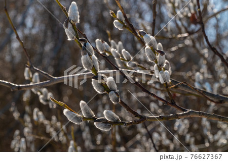 Russia. April 11, 2021. In early spring, in the parks and suburbs of Kronstadt, the first fluffy buds swell and bloom on the willows. 76627367
