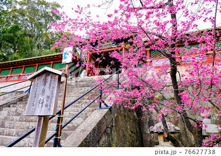 久能山東照宮 唐門と梅の花 久能山東照宮 唐門と梅の花 76627738