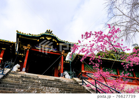 久能山東照宮 唐門と梅の花 久能山東照宮 唐門と梅の花 76627739