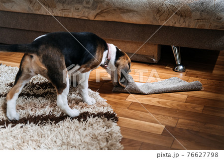 Little Beagle Puppy chewing couch, Furniture. How to Stop Puppy from Destructive Chewing Furniture. Beagle Puppy at home. Little Beagle breed dog at his new home. 76627798