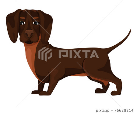 Dachshund dog, cheerful friend, pet, lie down, run and have fun. Vector in cartoon 76628214