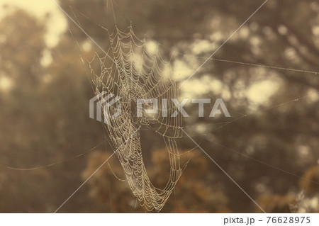 A large spiderweb outdoors with water drops in the sunshine A large spiderweb outdoors with water drops in the sunshine 76628975