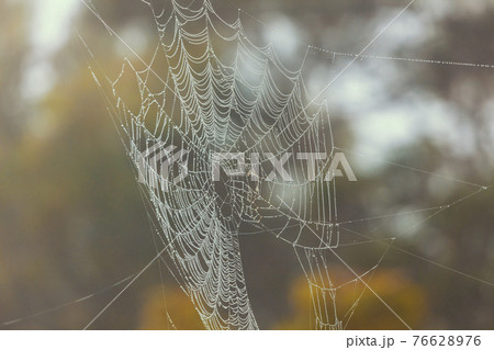 A large spiderweb outdoors with water drops in the sunshine A large spiderweb outdoors with water drops in the sunshine 76628976