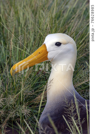 Waved Albatross - Espanola in the Galapagos Islands, Ecuador Waved Albatross - Espanola in the Galapagos Islands, Ecuador 76628985