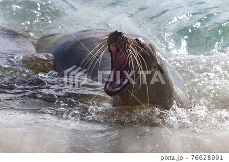 Galapagos Sea Lion - Galapagos Islands - Ecuador 76628991