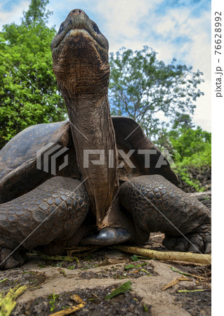 Giant Galapagos Tortoise - Santa Cruz Island in the Galapagos Islands Giant Galapagos Tortoise - Santa Cruz Island in the Galapagos Islands 76628992