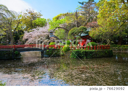 三嶋大社の満開の桜と水面に映える景観　厳島神社 76629092