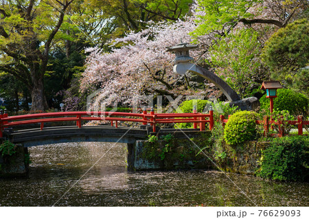 三嶋大社の満開の桜と水面に映える景観　厳島神社 76629093