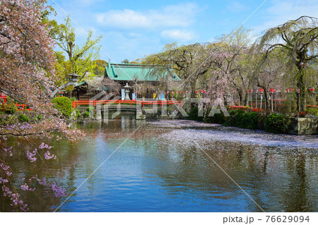 三嶋大社の満開の枝垂れ桜と水面に映える景観 76629094
