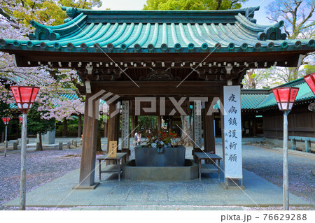 三嶋大社の手水舎と満開の桜 76629288