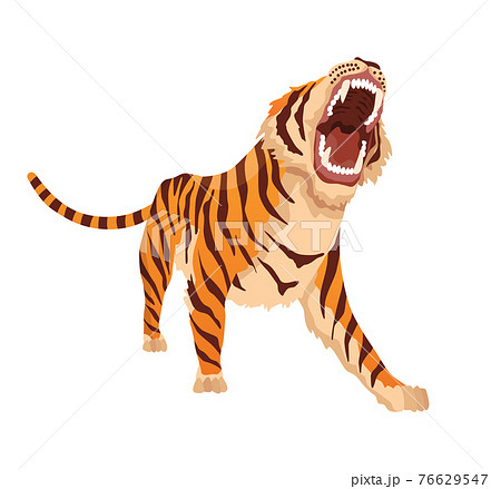 Adult big tiger. Angry animal from wildlife.... - Stock Illustration  [76629547] - PIXTA