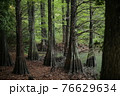 異国のような森 76629634