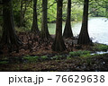 森から湖が見える 76629638