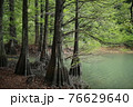 湖と森を眺める 76629640