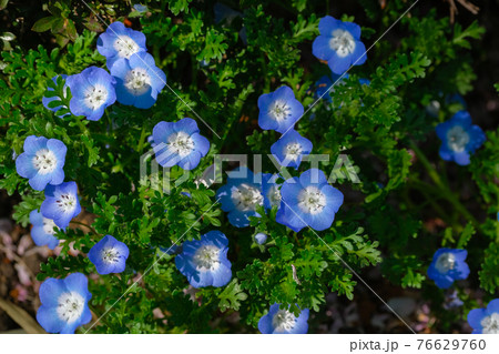 4月上旬　春の花壇に咲く明るい青のネモフィラ タイトル変更 76629760