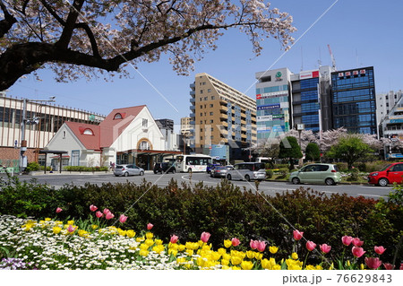 3月 国立54国立駅前広場の桜(ソメイヨシノ・バラ科)並木・大学通り 3月 国立54国立駅前広場の桜(ソメイヨシノ・バラ科)並木・大学通り 76629843