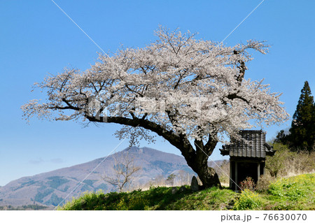 小沢の桜(福島県・田村市) 小沢の桜(福島県・田村市) 76630070