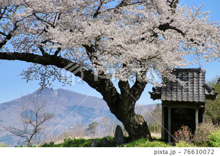 小沢の桜（福島県・田村市） 76630072