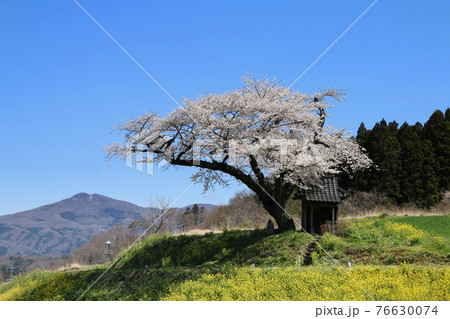 小沢の桜(福島県・田村市) 小沢の桜(福島県・田村市) 76630074