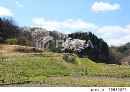 小沢の桜(福島県・田村市) 小沢の桜(福島県・田村市) 76630076