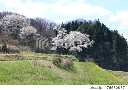 小沢の桜（福島県・田村市） 76630077