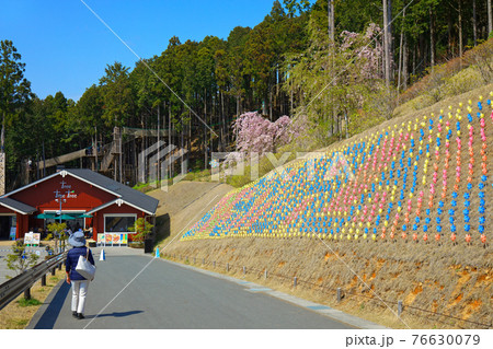 風車と満開の桜　三島スカイウォーク　北エリア 76630079