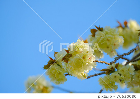 【4月上旬・群馬県】ウコンザクラ（鬱金桜）・桜と青空 76630080