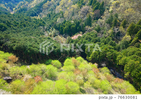 三島スカイウォークより若葉と新緑の山並みを望む 76630081