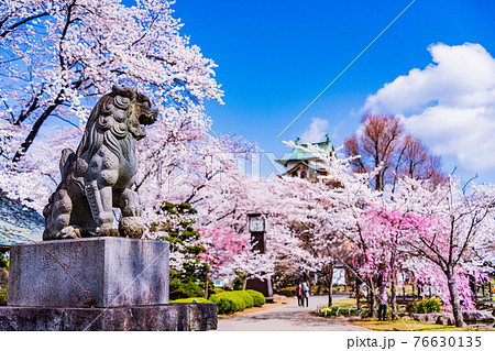 (長野県諏訪市)高島城跡(高島公園) 桜満開 (長野県諏訪市)高島城跡(高島公園) 桜満開 76630135