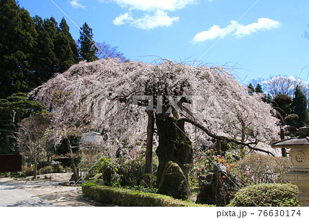 大乗寺の桜(福島県・田村市) 大乗寺の桜(福島県・田村市) 76630174