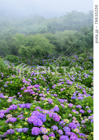 埼玉 美の山公園 満開の紫陽花と霧の写真素材
