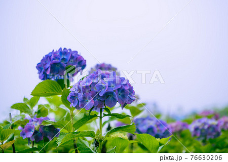霧の中に咲く紫陽花 76630206