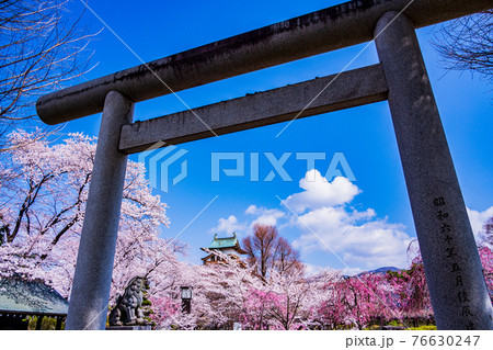 （長野県諏訪市）高島城跡・諏訪護国神社の鳥居　桜満開 76630247