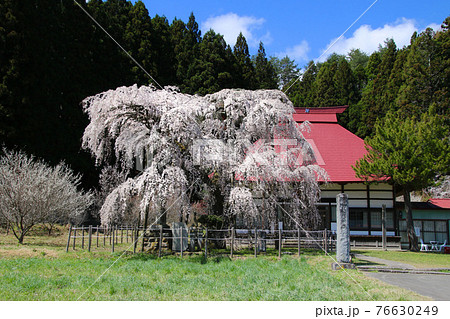 永泉寺のサクラ(福島県・田村市) 永泉寺のサクラ(福島県・田村市) 76630249
