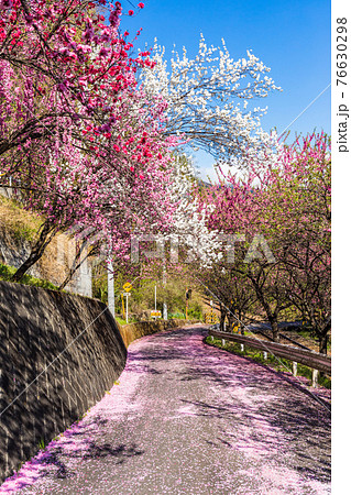 神戸駅付近の花桃（縦） 76630298